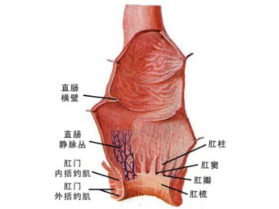 慢性肠炎